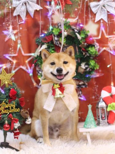 20231229茶々丸くん